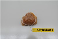 藏品(肝葉饅頭蟹)的圖片